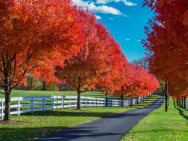 Feldweg eingefaßt durch großartigen Autumn Foliage und das weiße Fechten lizenzfreie stockfotos Feldweg eingefaßt durch großartigen Autumn Foliage und das weiße Fechten lizenzfreie stockfotos