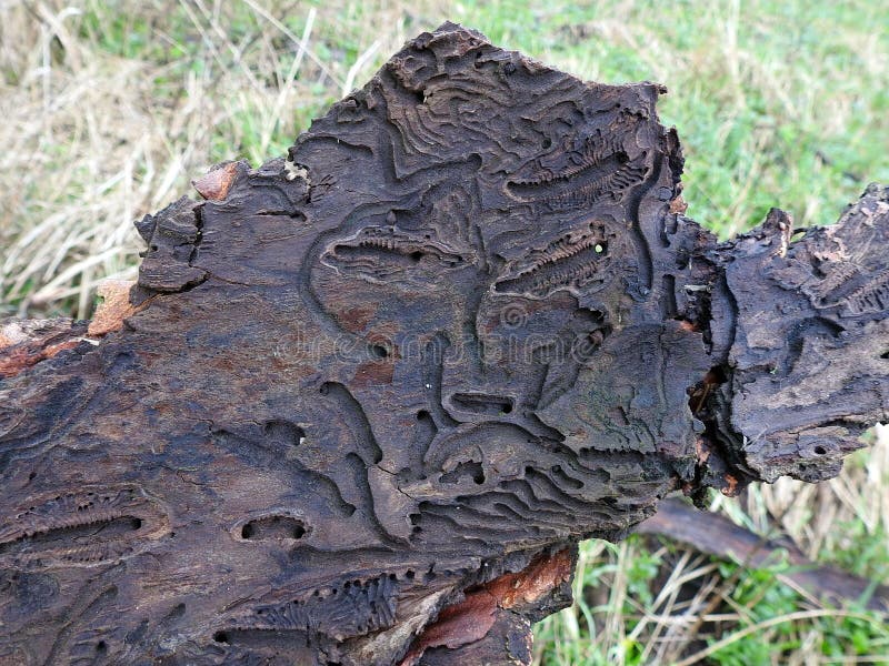 Beetles eat tree bark, looks like face. Beetles eat tree bark, looks like face