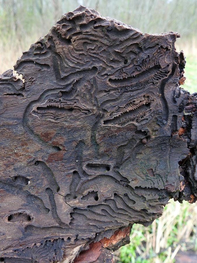 Beetles eat tree bark, looks like face. Beetles eat tree bark, looks like face