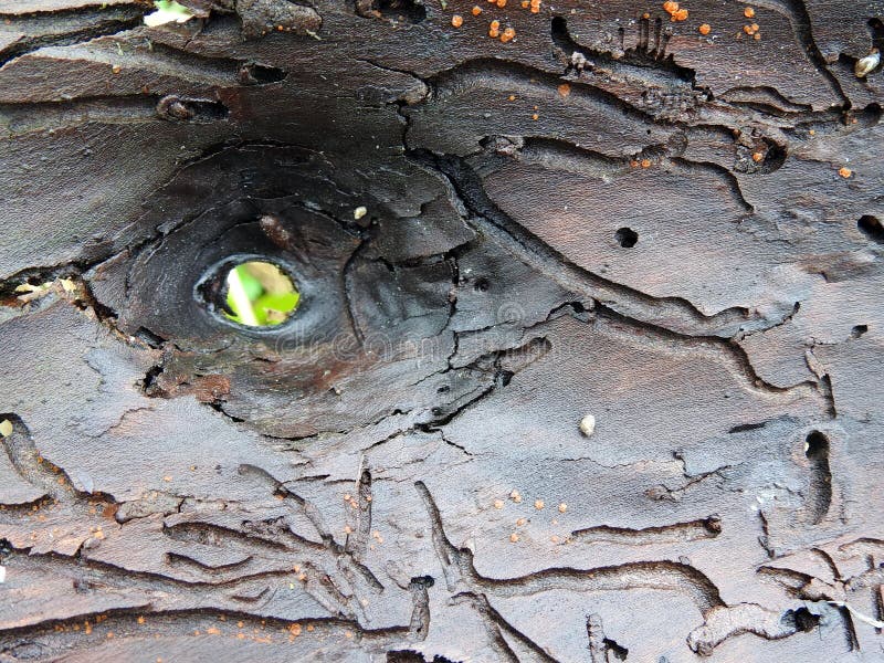 Beetles eat tree bark, looks like eye. Beetles eat tree bark, looks like eye