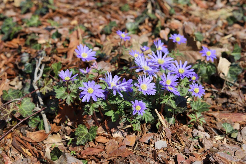 Felicia amelloides, arbusto margarida azul ou felícia azul imagens de stock