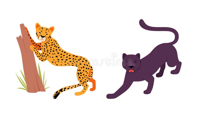 Felid or Wild Cat as Carnivore Animal with Leopard and Black Panther Vector Set