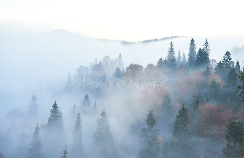 Felik soluppgång i bergskoglandskapet i morgonen Dimman över den Carpathian majestätiska pinjeskogen royaltyfri fotografi Felik soluppgång i bergskoglandskapet i morgonen Dimman över den Carpathian majestätiska pinjeskogen royaltyfri fotografi