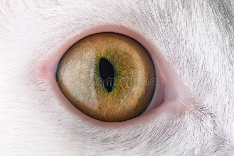 Feline eye