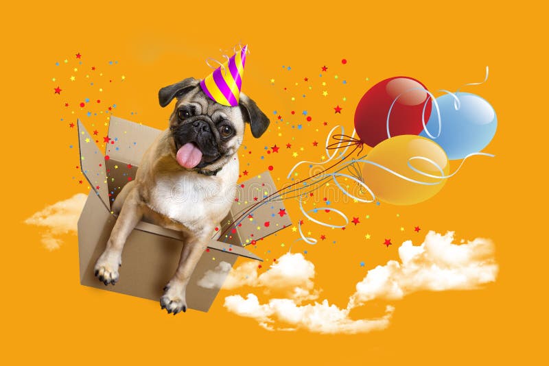 Feliz aniversario Pug em uma caixa, balões do cão imagens de stock Feliz aniversario Pug em uma caixa, balões do cão imagens de stock