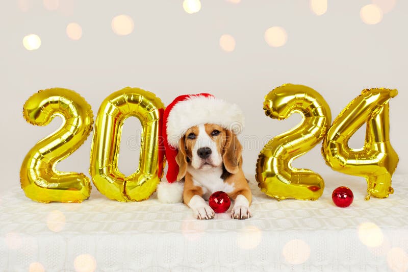 Feliz ano novo 2024 e natal feliz. um cachorro beagle em um chapéu santa claus imagem de stock