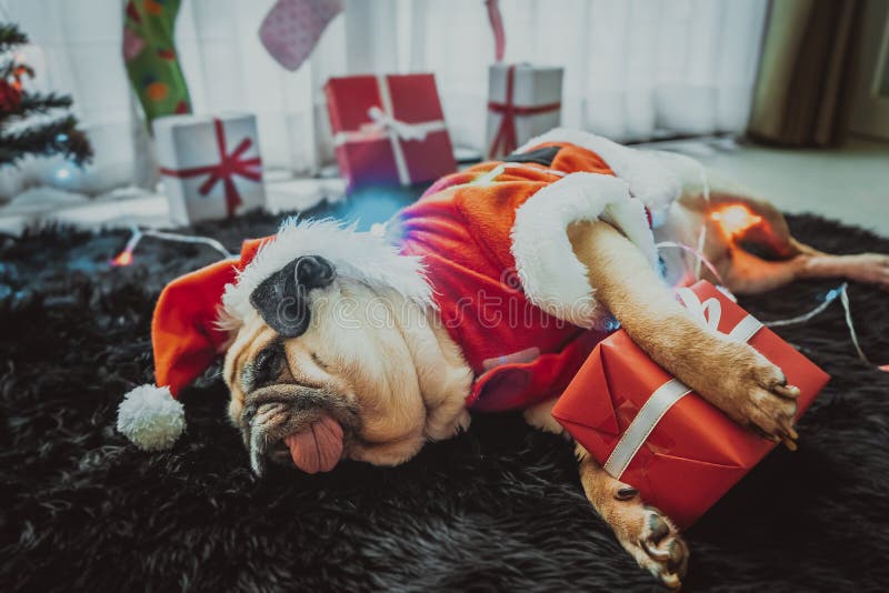 Feliz Ano Novo, Feliz Natal, feriados e comemorações, Puppy animais de estimação entediados dormindo no quarto com árvore de Nata foto de stock
