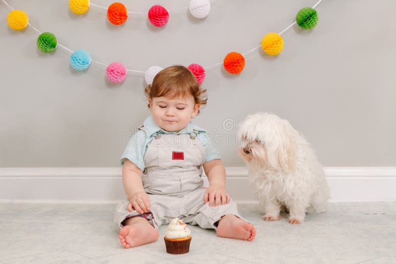 Foto Lindo bebé caucásico sonriente en corona azul celebrando su primer  cumpleaños en casa. Niño niño pequeño sentado en silla alta comiendo  sabroso postre de magdalenas con la palabra topper Uno. Concepto