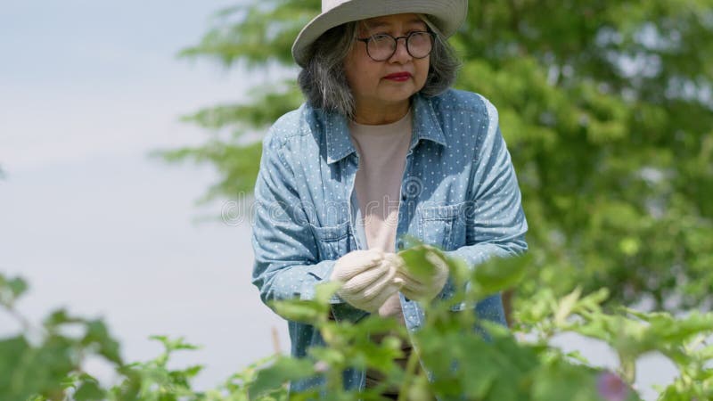 Feliz y activa mujer de edad avanzada asiática trabajando en su granja de vegetales orgánicos. nueva ocupación y hobby después de