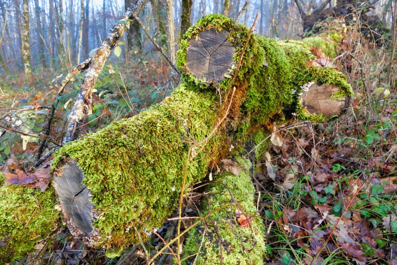 Felled oak tree in woods stock image
