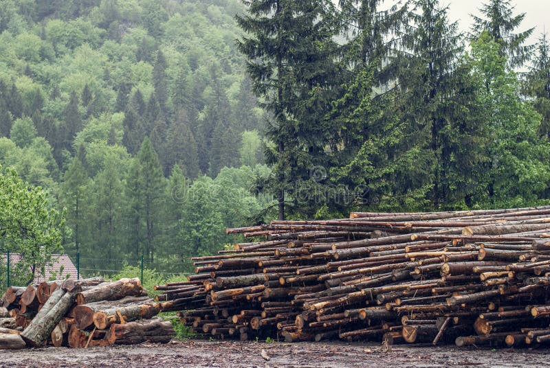 Felled pine logs piled firebreak stock images