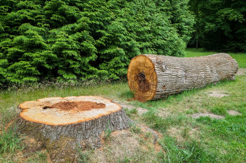 felled tree στοκ φωτογραφία felled tree στοκ φωτογραφία