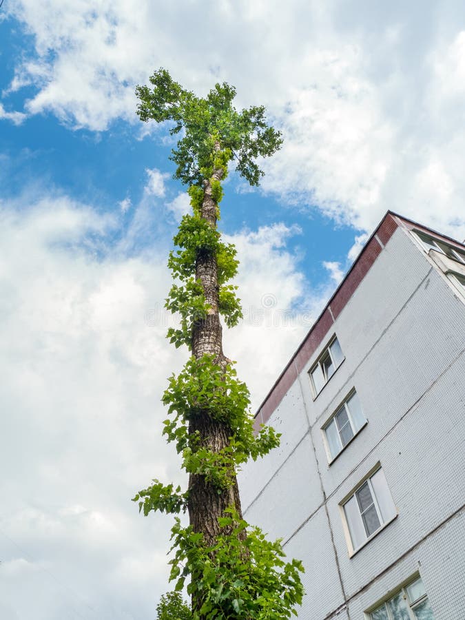 The felled trunk of a poplar in front of an apartment building. The problem of cutting down trees in the city stock image The felled trunk of a poplar in front of an apartment building. The problem of cutting down trees in the city stock image