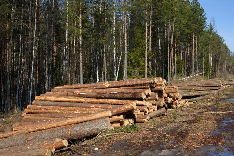 Felling and cutting of forests.