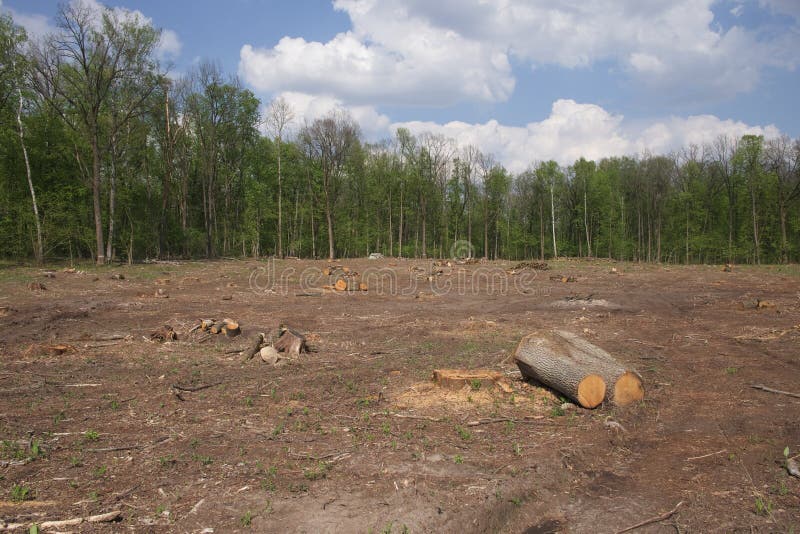 13,424 Clearing Wood Stock Photos Free & RoyaltyFree Stock Photos from Dreamstime