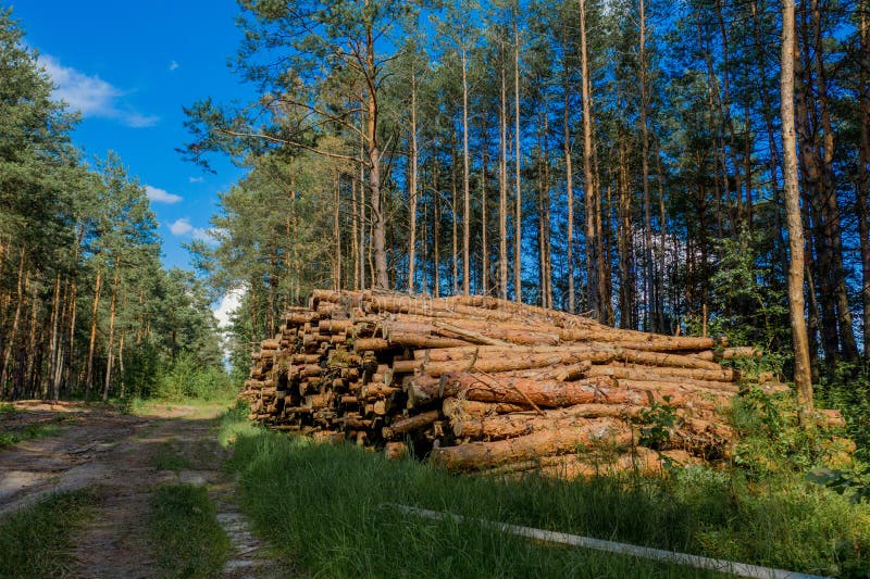 Felling a Tree. Wooden Logs from a Pine Forest. Forest of Pine and Spruce. Logging, Logging
