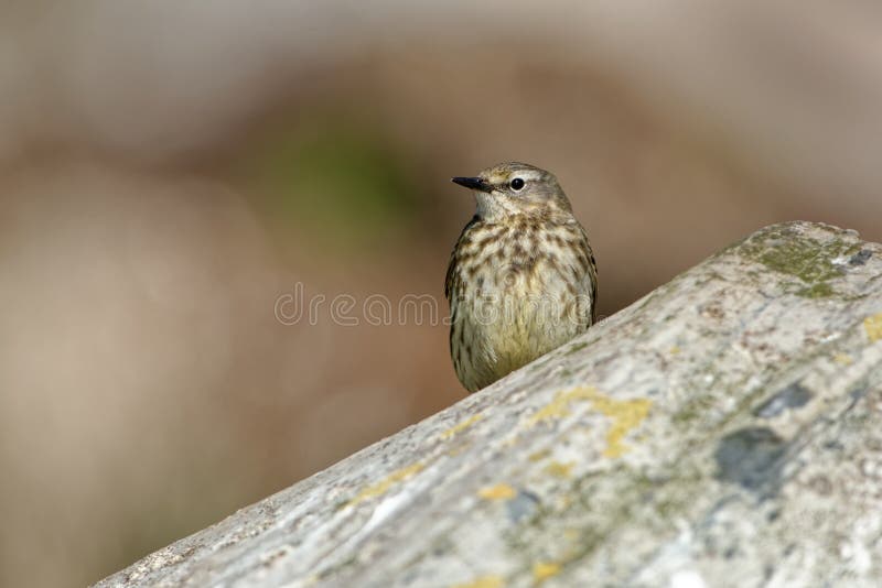 Felsen Pipit - Anthus petrosus Jagd im Norwegen lizenzfreies stockbild Felsen Pipit - Anthus petrosus Jagd im Norwegen lizenzfreies stockbild