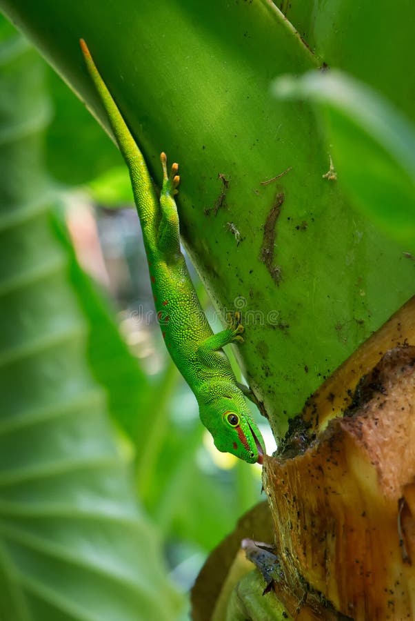 Felsuma del Madagascar - madagascariensis di Phelsuma immagine stock Felsuma del Madagascar - madagascariensis di Phelsuma immagine stock