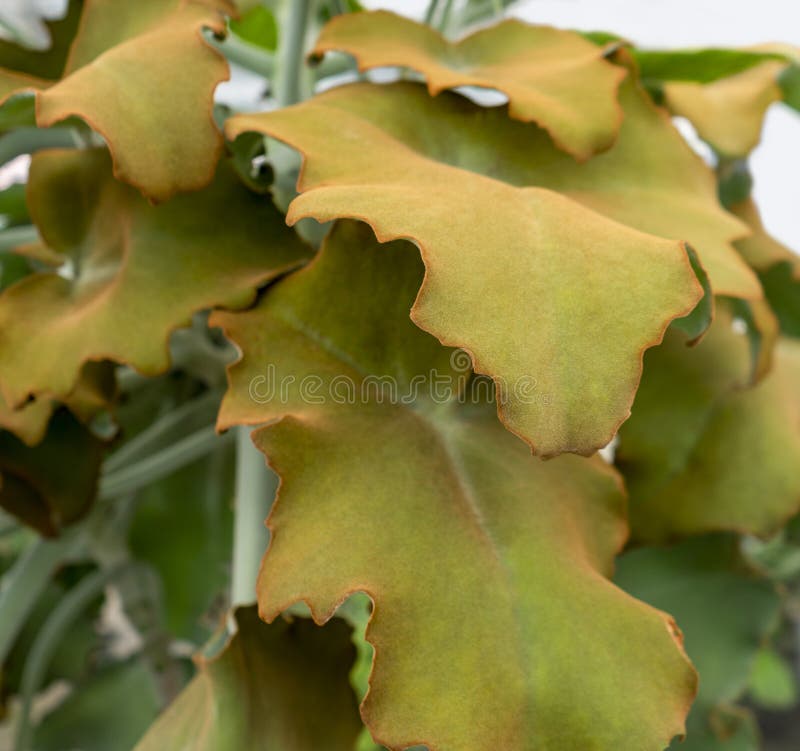 Felt bush leaves stock image. Image of full, feltbush 244692633