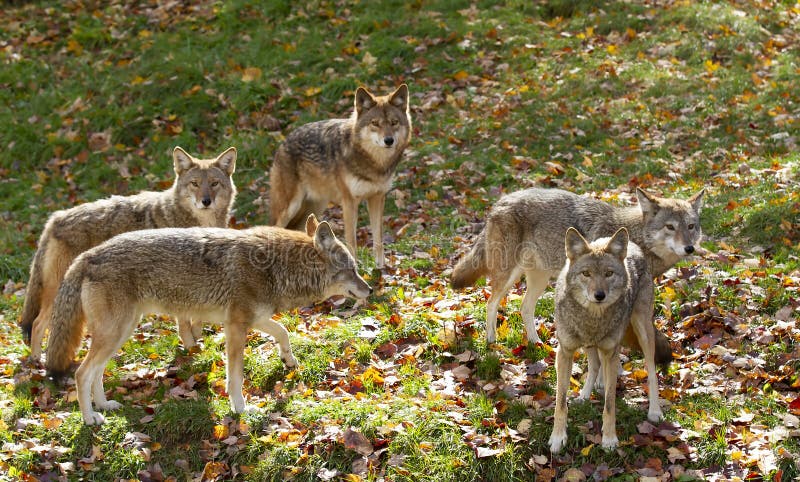 Fem prärievargCanislatrans som står i ett gräs- grönt fält i det guld- ljuset av hösten i Kanada royaltyfri bild
