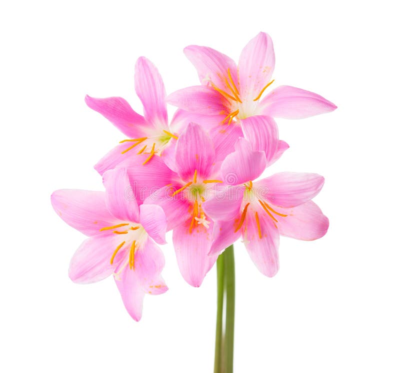 Fem rosa liljor som isoleras på en vit bakgrund Rosy Rain lilja royaltyfria bilder Fem rosa liljor som isoleras på en vit bakgrund Rosy Rain lilja royaltyfria bilder