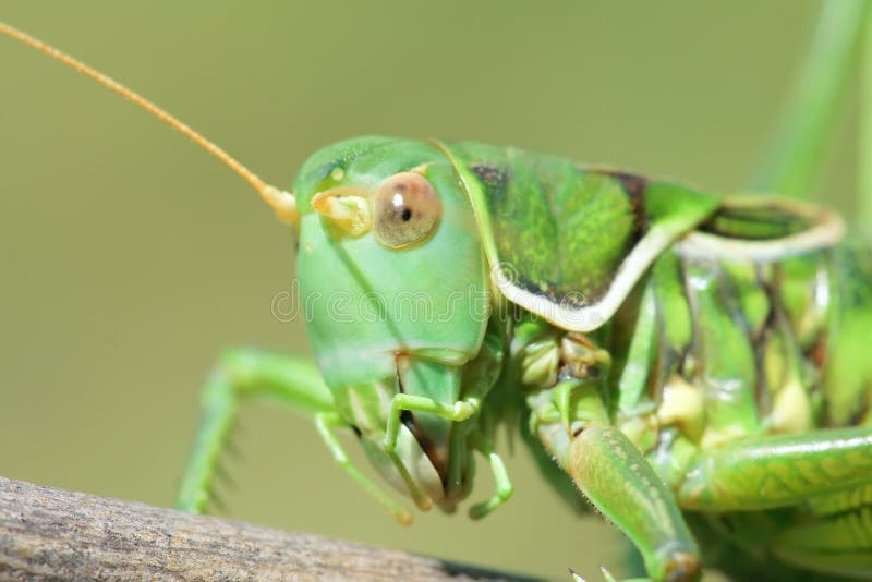 Femal cricket stock image. Image of macro, wild, feeler 43854615