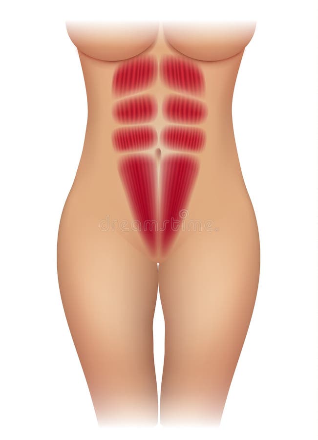 Female abdominal muscles