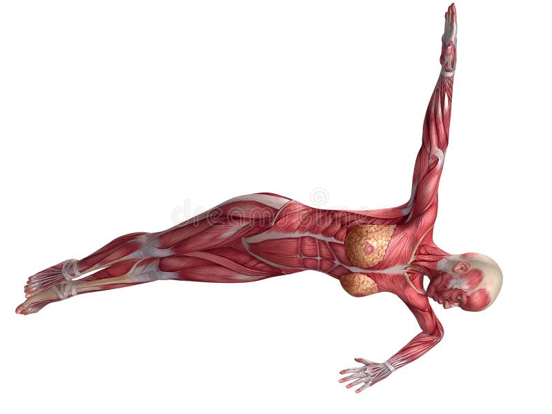 Female Abs Anatomy Drawing See more ideas about drawings anatomy