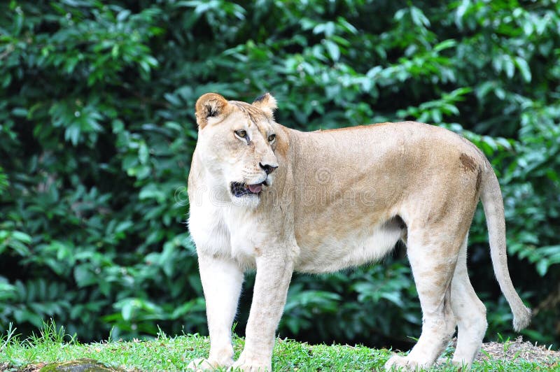 A Female African Lion stock photo. Image of carnivora 13275492