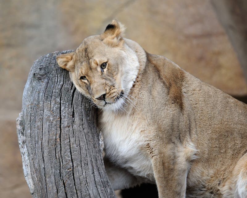Female African Lion Stock Images Image 17667864