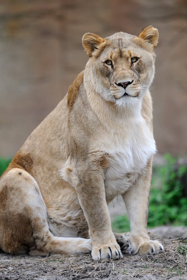 Female African lion stock photo. Image of beast, animal 17667864