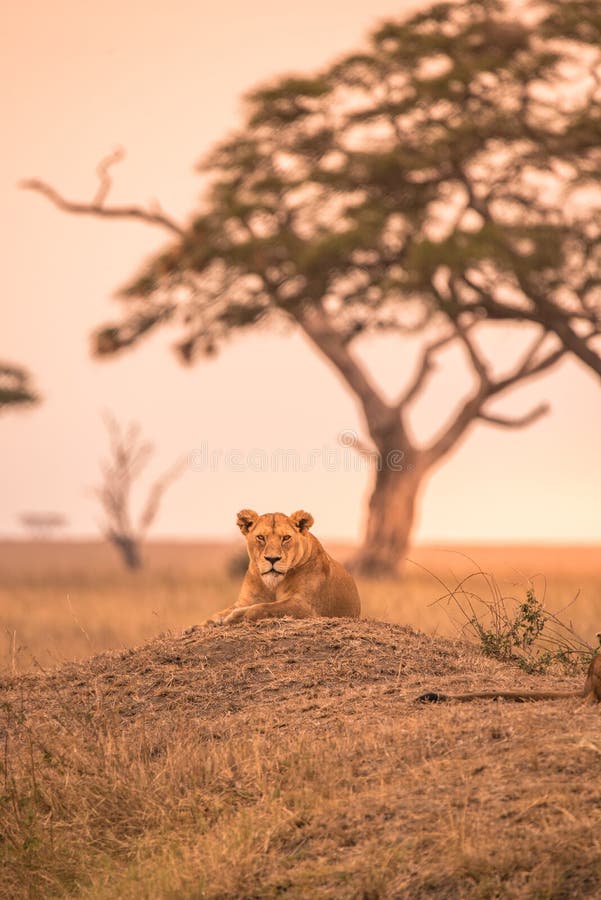 Chú sư tử châu Phi hoang dã và mạnh mẽ luôn là một trong những động vật được yêu thích nhất thế giới. Hãy xem và khám phá những bức ảnh đẹp, hiếm có về chúng để cảm nhận được sức mạnh và vẻ đẹp của loài động vật này.