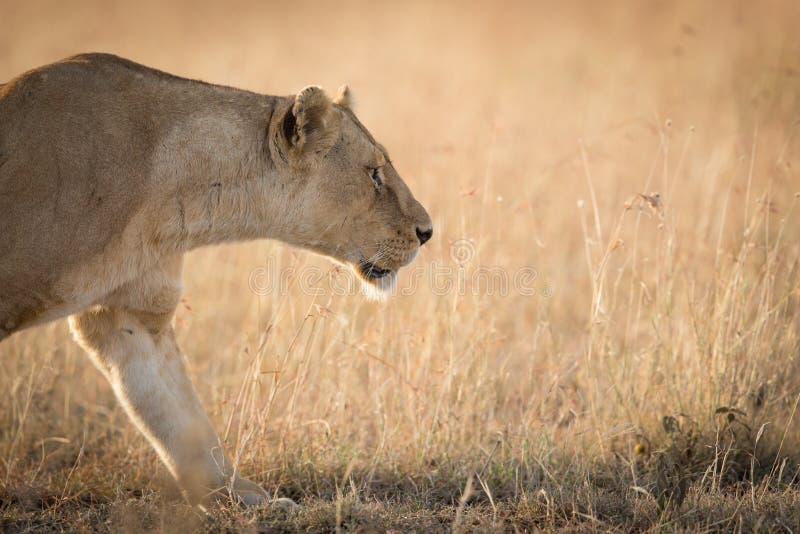 Female African Lioness, stalking in the grass in Serengeti, Tanzania