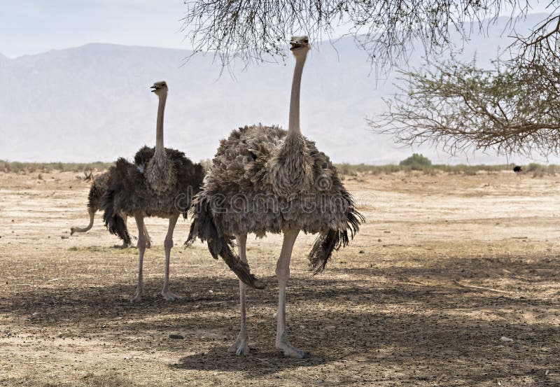 Female of African ostrich (Struthio camelus)