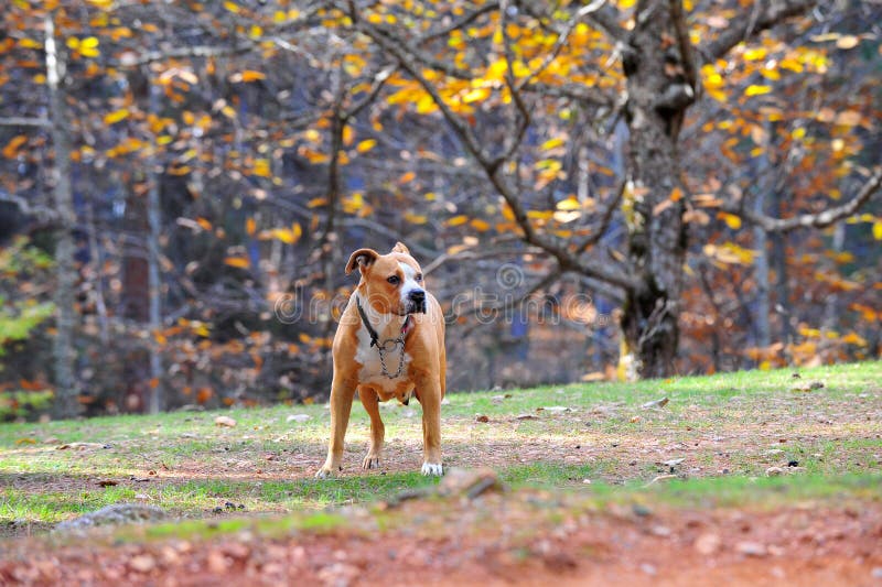 Female American  Staffordshire Terrier dog in autumn