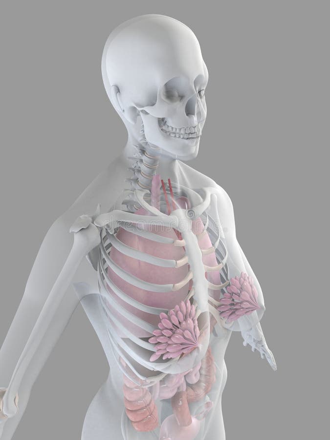 Female anatomy stock illustration. Illustration of ribs - 3546419