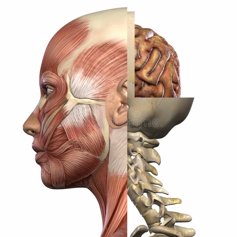 anatomy body anatomy body