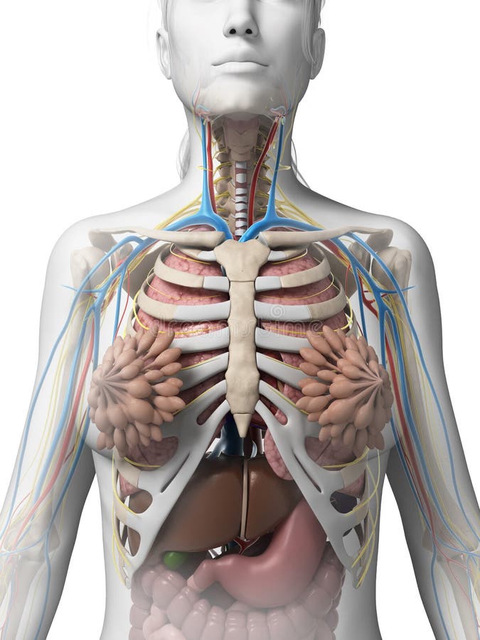 Female anatomy stock illustration. Illustration of medicine - 30724406