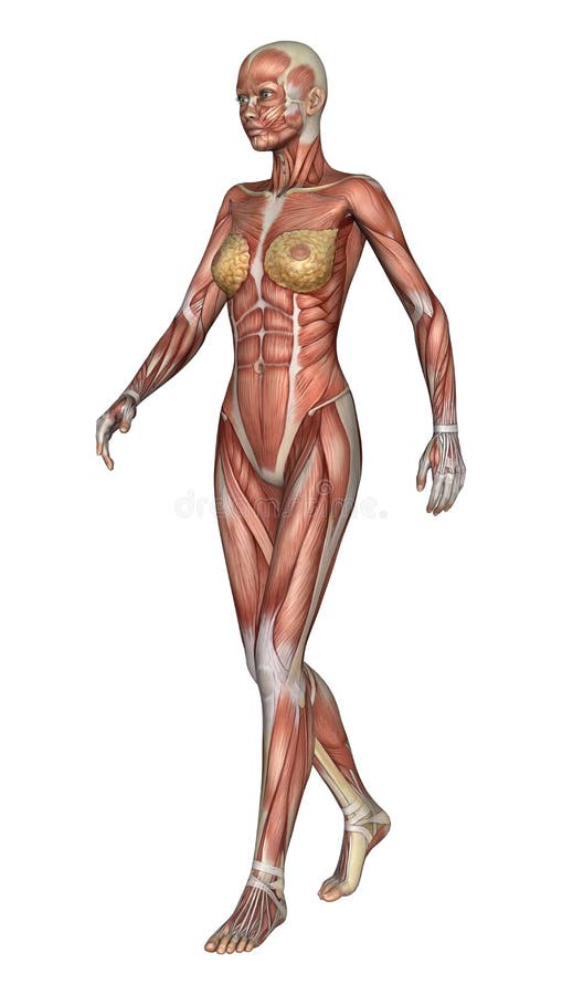 Female Anatomy Figure Stock Illustration Illustration Of Walk 42623527