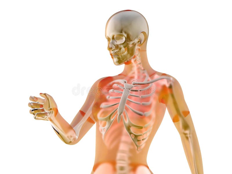 Female Anatomy stock illustration. Illustration of science 72743598