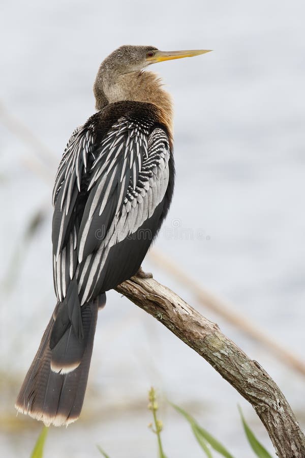 Female Anhinga perched on a branch - Melbourne, Florida