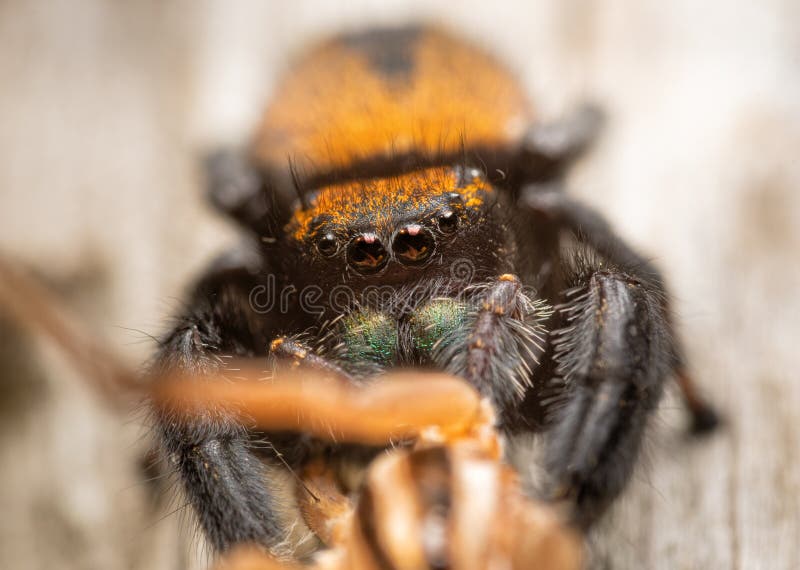 106 Jumping Spider Prey Wolf Spider Stock Photos Free & RoyaltyFree