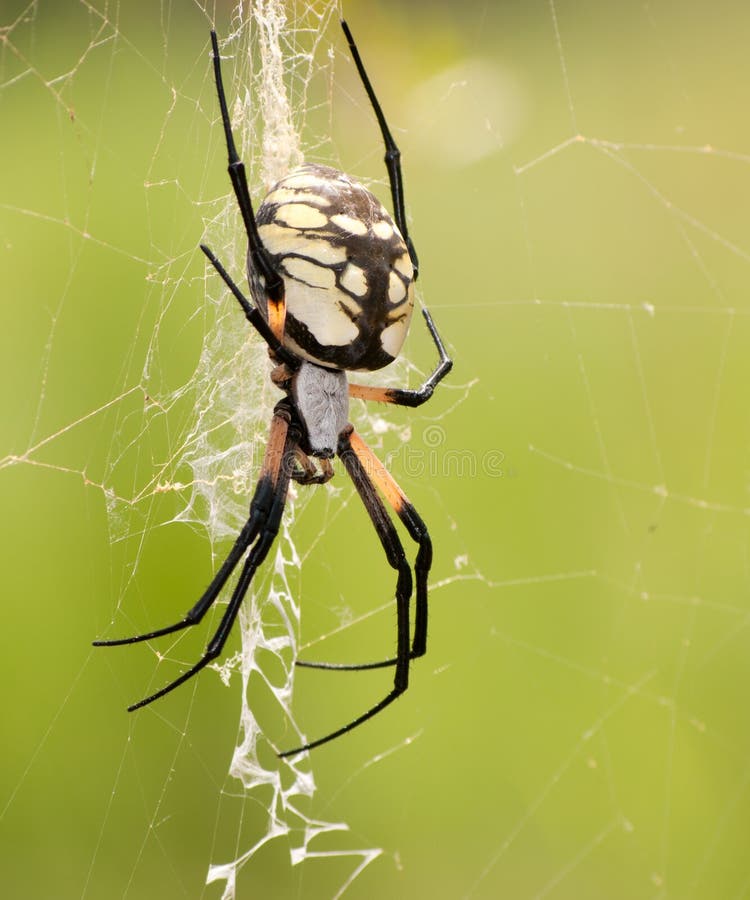 Female Argiope aurantia, Writing Spider waiting for pre