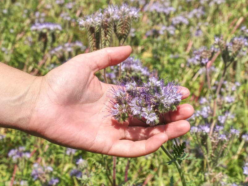 Female arm with blossom of phacelia flowers in hand royalty free stock images Female arm with blossom of phacelia flowers in hand royalty free stock images