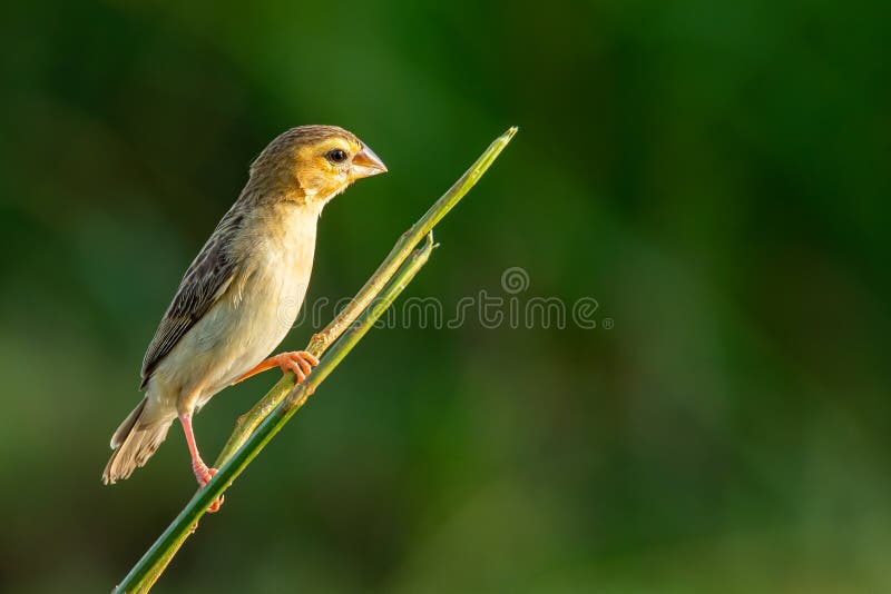 Female Asian Golden Weaver perching on perch, looking into a distance stock photography Female Asian Golden Weaver perching on perch, looking into a distance stock photography