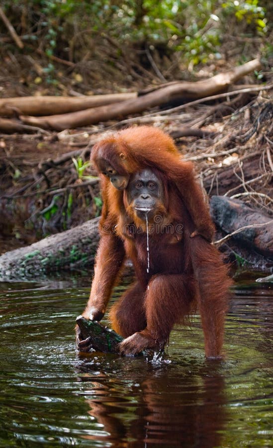 Female and baby orangutan drinking water from the river in the jungle. Indonesia. The island of Kalimantan (Borneo).