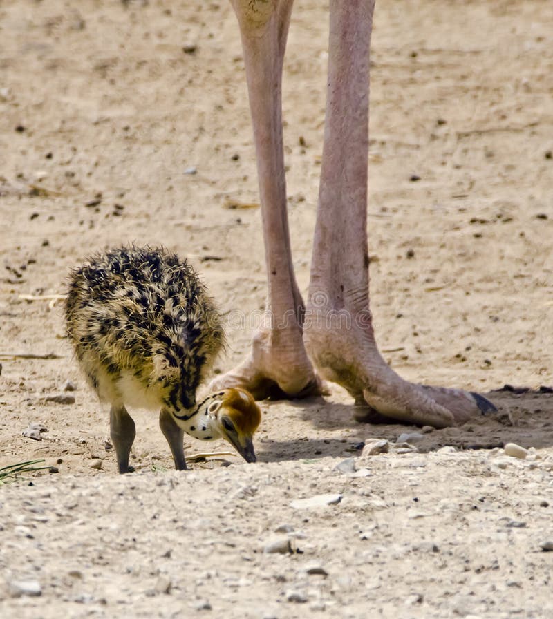 Female and baby ostich at the Negev desert, Israel