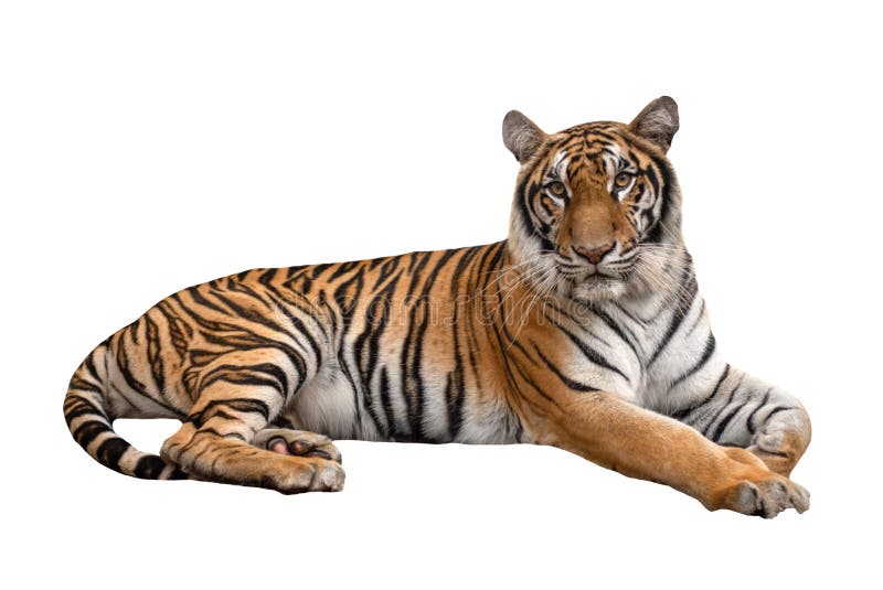 Beautiful bengal tiger stock image. Image of close, asia - 225667113