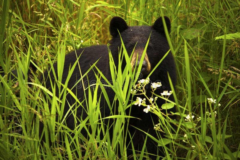 Female Black Bear and Cub