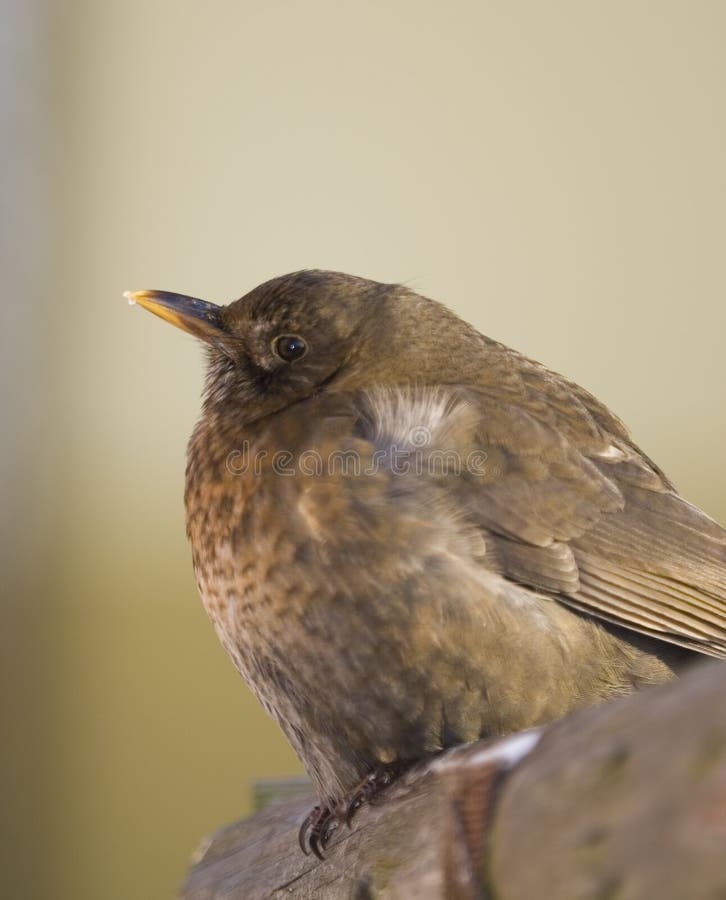 Female of black bird in winter